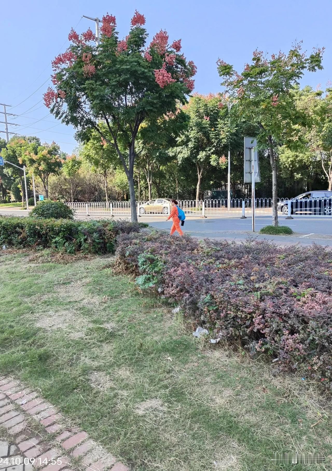 
这棵栾树，花的颜色鲜艳，开的好漂亮。
对面的几棵都没它好看。

但偶入镜头的奶