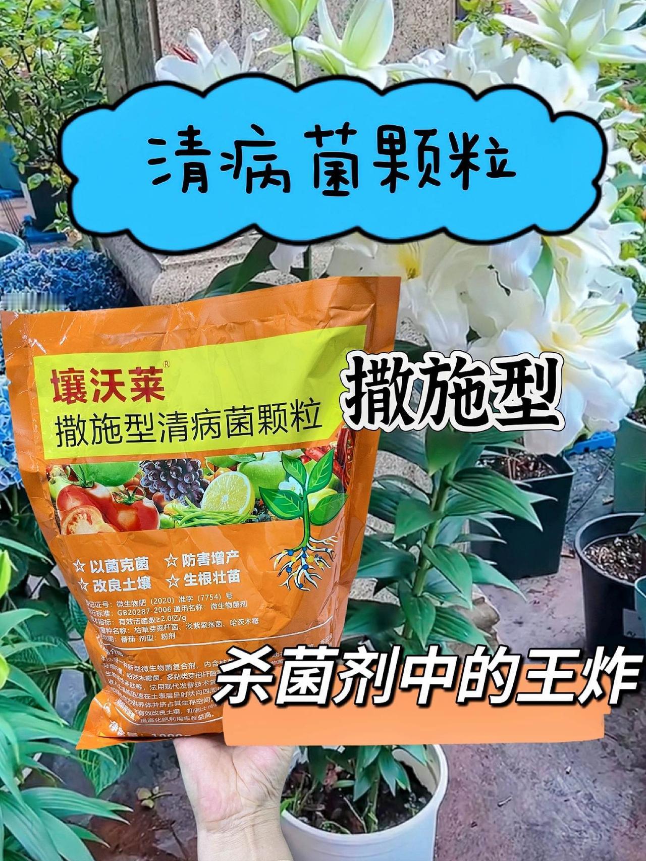 #四季种菜 #种植萝卜的季节到了  撒施型清病菌颗粒来啦！种萝卜白菜前，上一茬旧