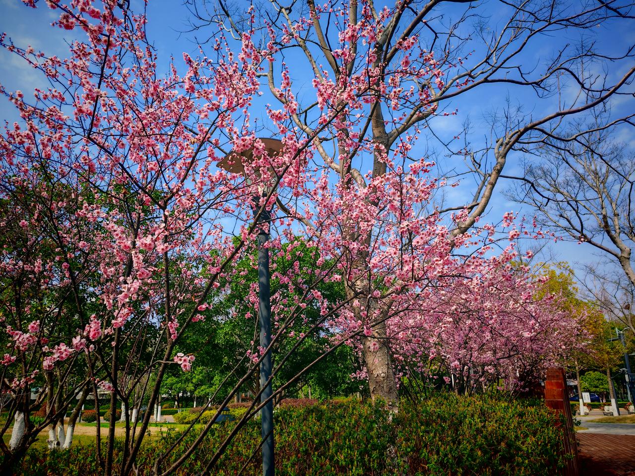 春日生活打卡季