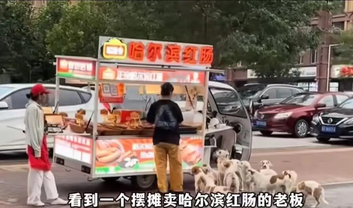 这真的是“有舍就有得”！一个美女摆摊卖哈尔滨红肠icon，随手喂了流浪狗一口，结