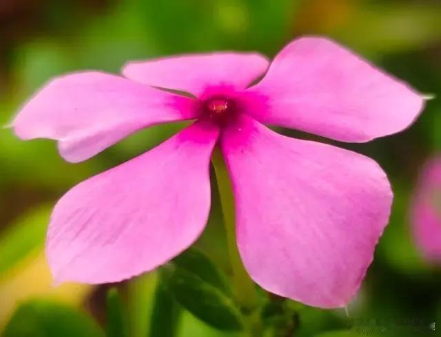 我渴望变成一朵花，即使被忽略、被践踏，也要勇敢地活出自我，不惧风雨，无畏烈日，哪