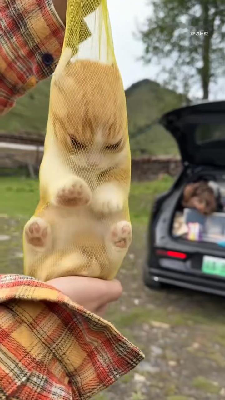 猫包已经进化成这样了 看到个猫包外面有个小挂环，能挂在婴儿车或者行李箱上，带猫出