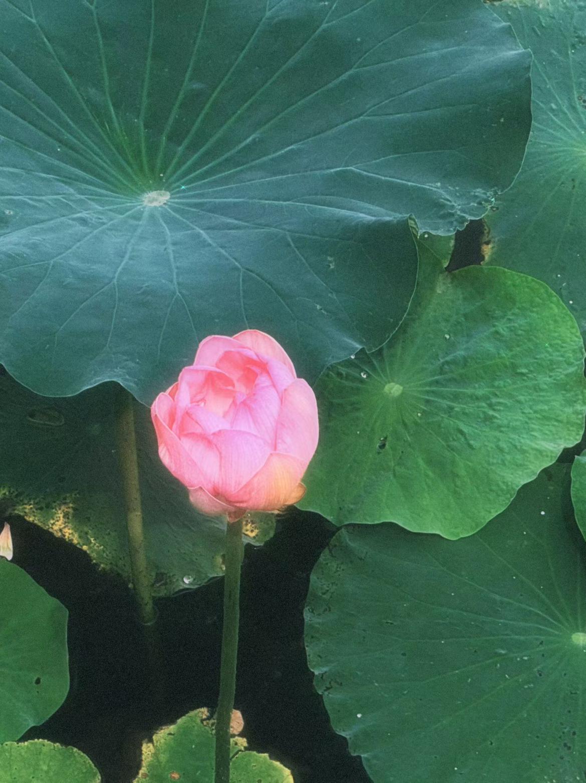 我的今日状态：😁轻松愉快
我这里的天气：☀️晴天