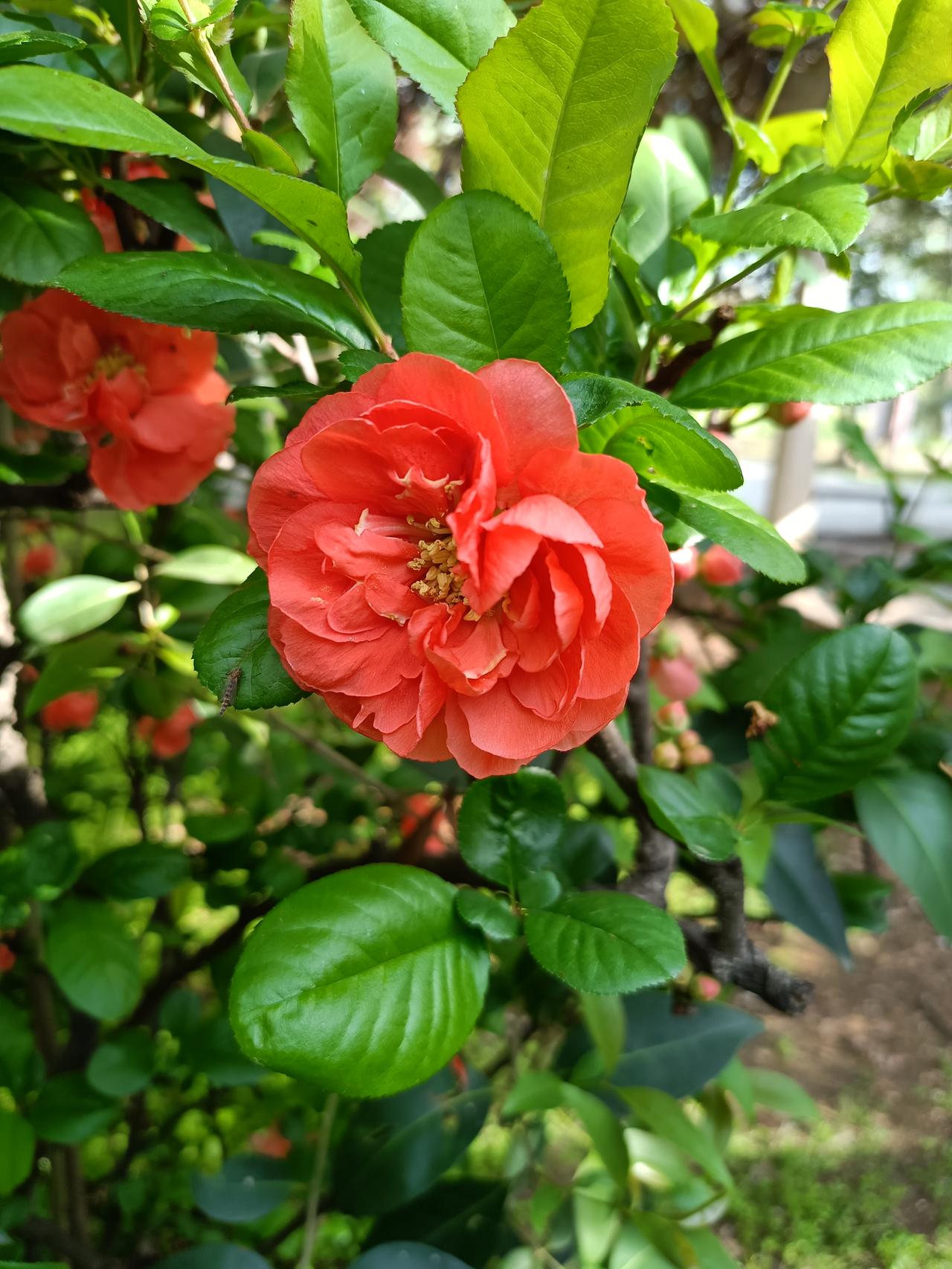 上联：勤勤恳恳耕田地，
下联：兢兢业业写头条。
横批：天道酬勤
[呲牙][比心]