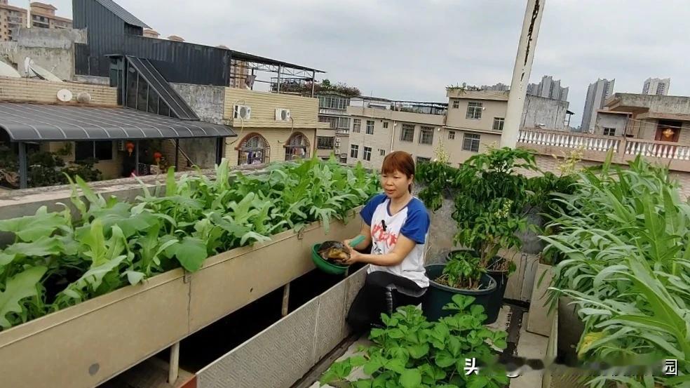 #高层顶楼可以种菜吗#我们在楼顶种菜9年了，五楼，算好层吗？高层楼顶得看当地风大