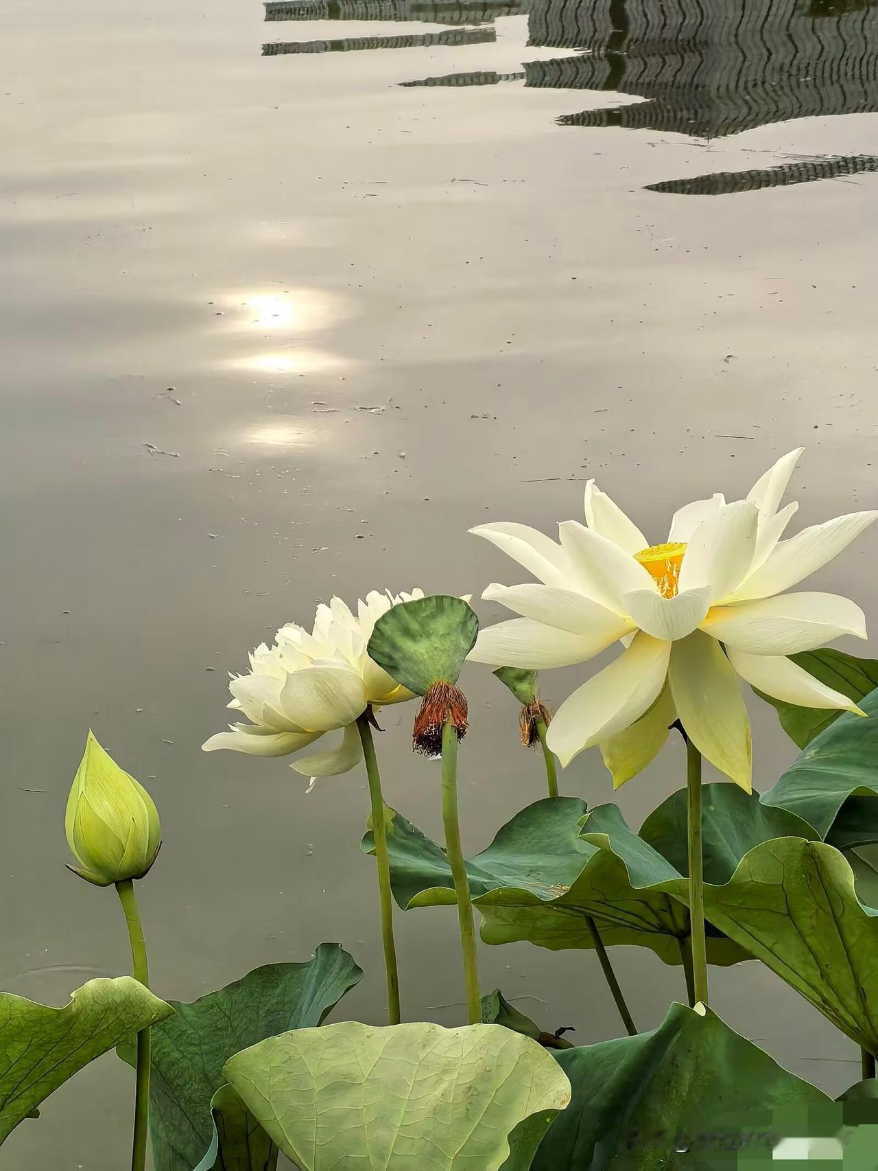 【临江仙·荷塘晓影】

晓日轻铺荷甸，波光叠漾柔风。
繁花次第拂晴空。
玉肌新浴