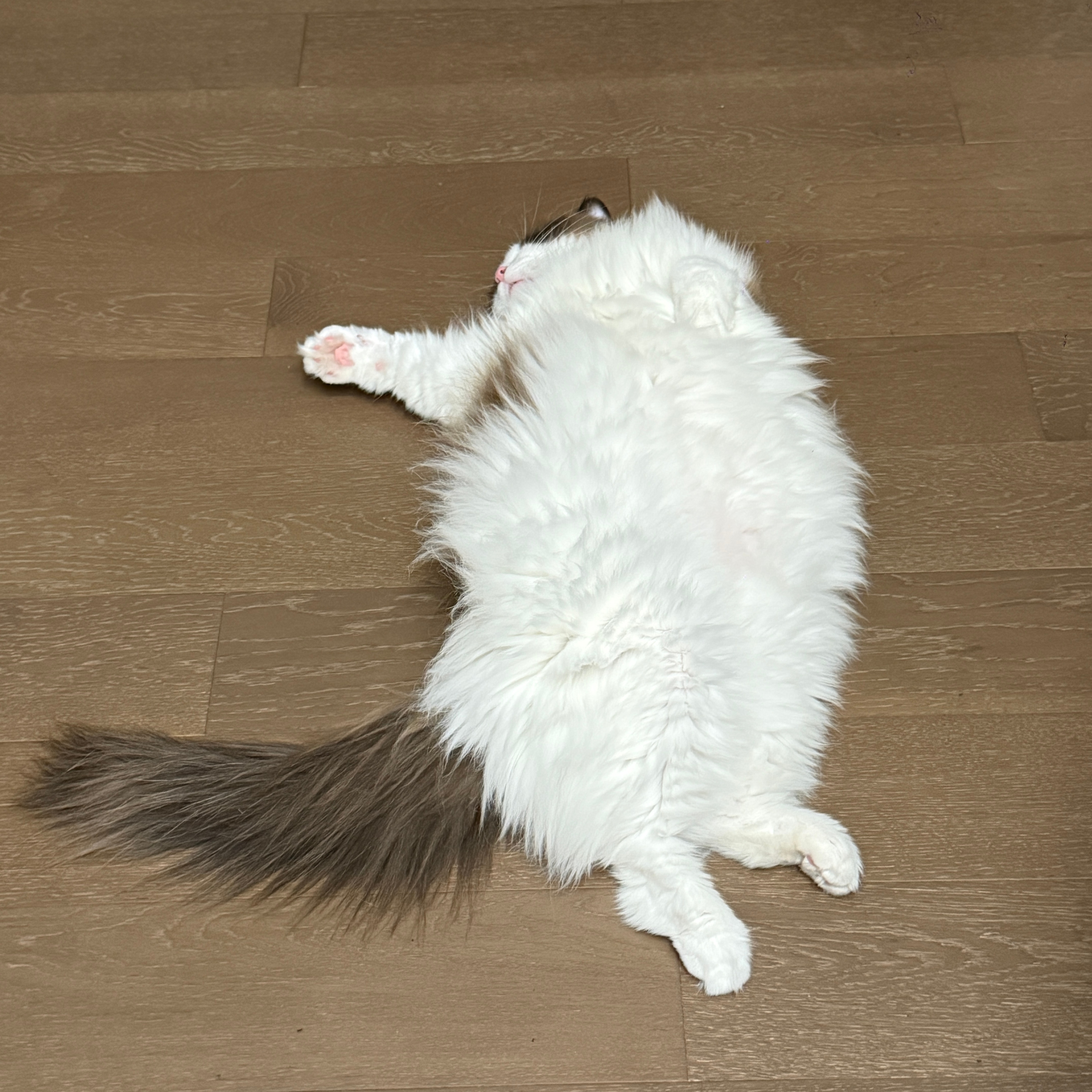 太可爱了 ​​​