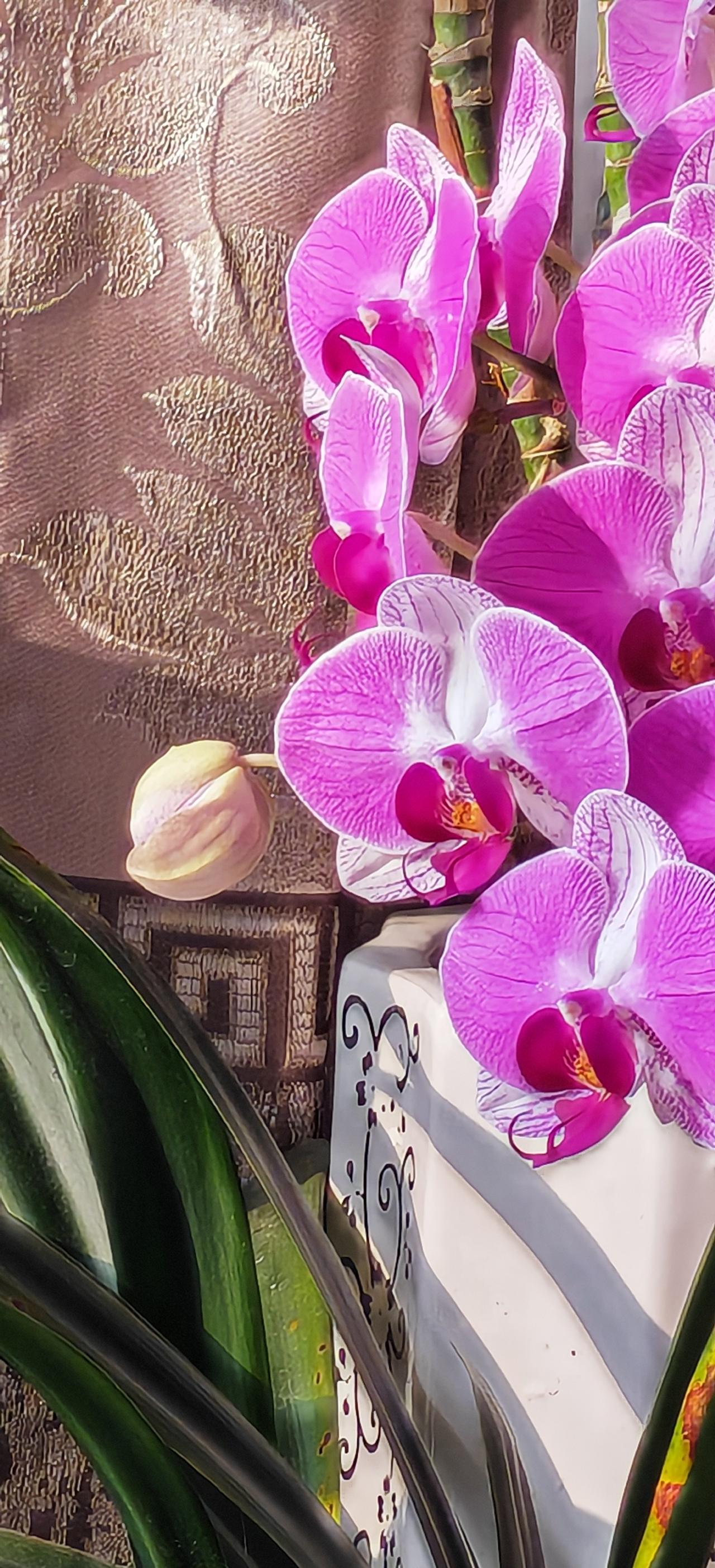 家里花开了
     不知道这花能开多久？