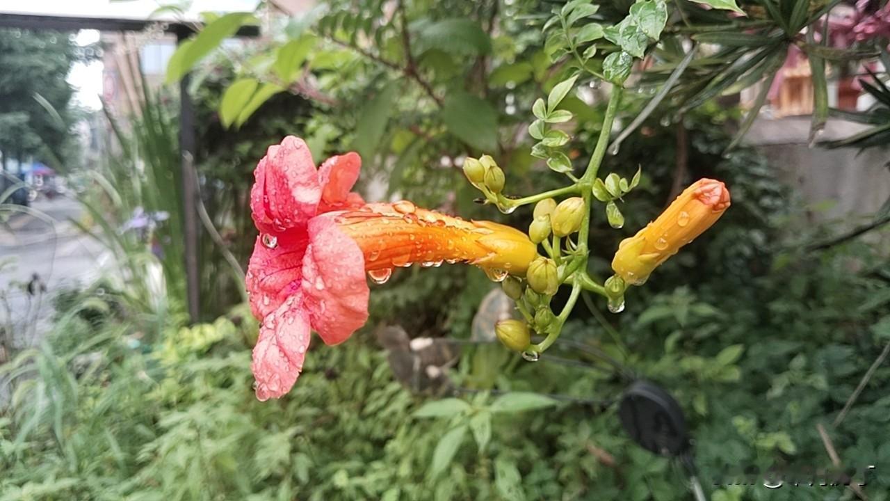 求下联
秋霜凉凉枝叶枯。