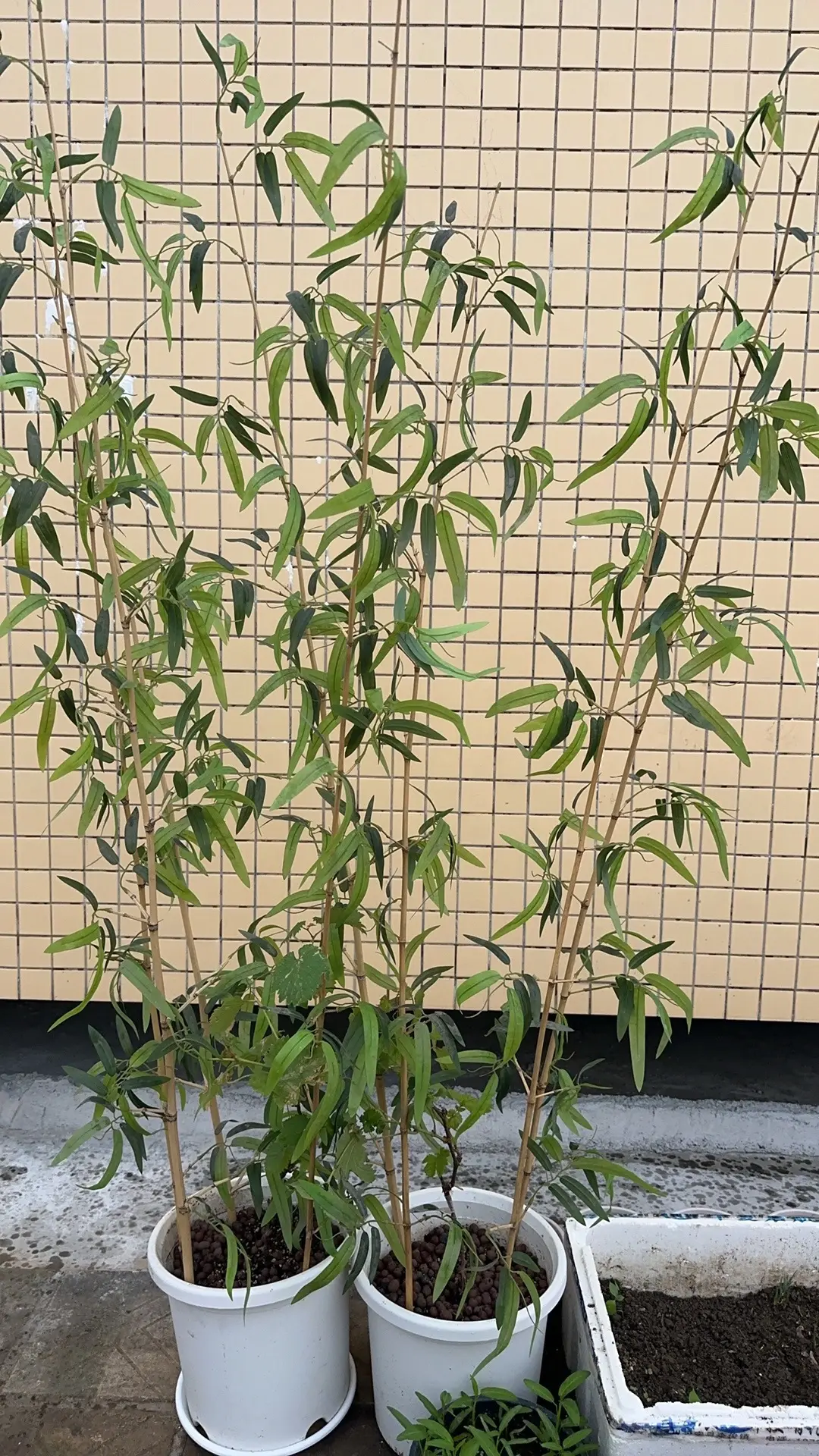 种两颗葡萄，看看明年能不能成功结果😂😂