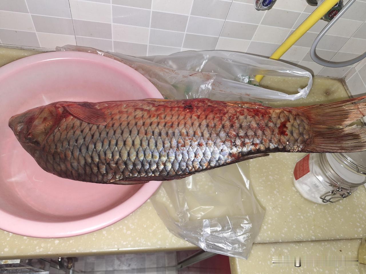 又下了一夜的雪，大早上来个庖丁解鱼。昨晚买了条冻鱼，零下十几度真跟石头一样硬。化