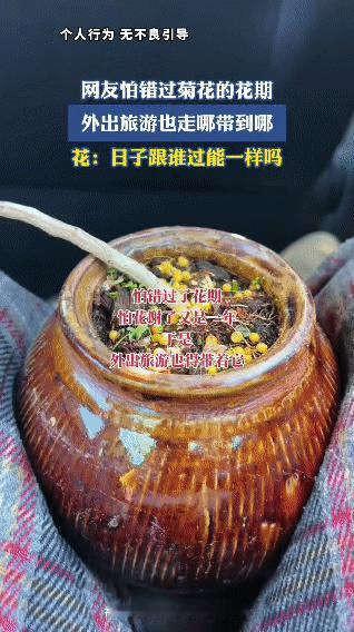 一位网友因格外珍惜菊花的花期，生怕错过、怕花谢后又要等一年，哪怕外出旅游，也会把