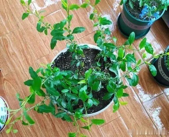 怎么样秋天的蓝雪花一直开花到冬天呢？1、秋天要及时给它浇水蓝雪花对光照没有那么严