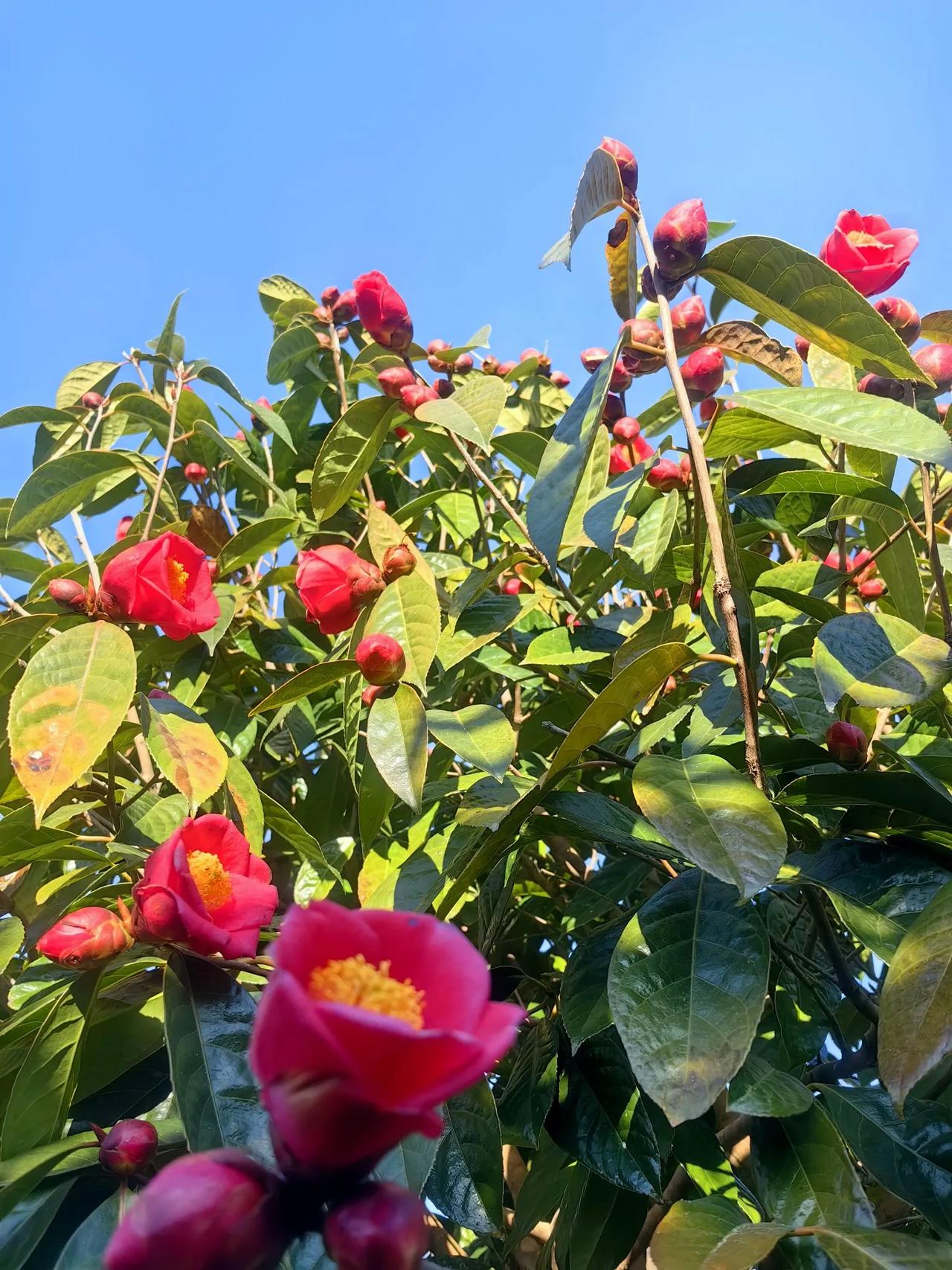 信步走在红园中，红花掠过头顶，峰儿争相采蜜，不时听到鸟儿的歌唱，终于领会“鸟语花