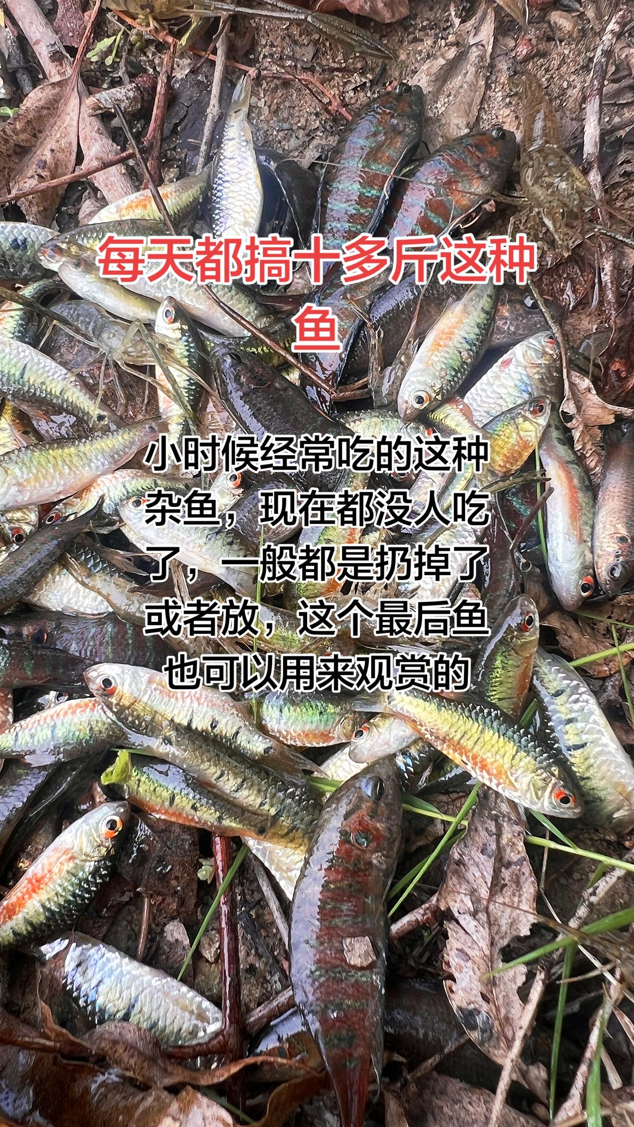 每天都搞十几斤，这种用来观赏挺美的，不过我都是放生的。太多这种杂鱼了观赏鱼，小时