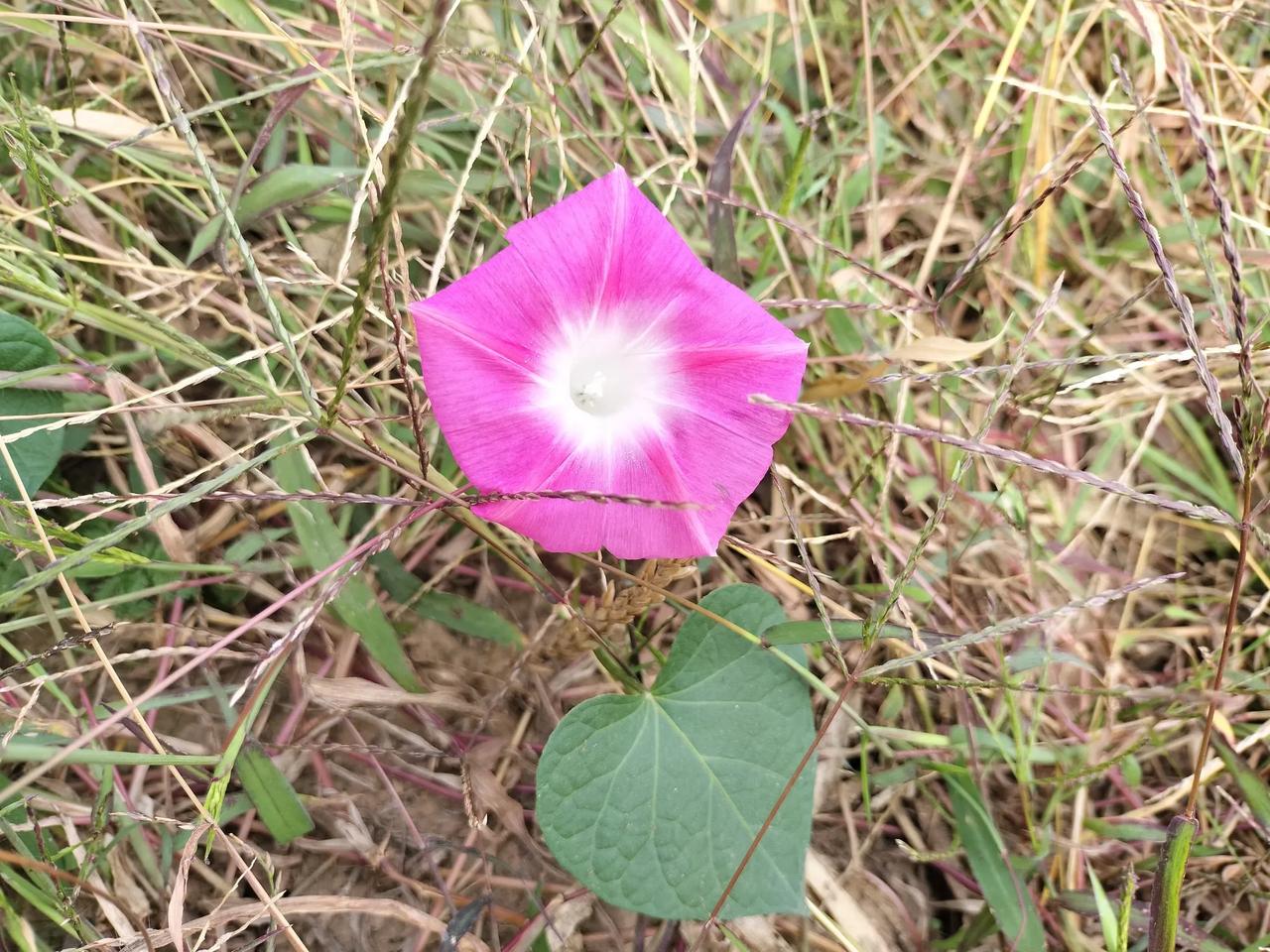 不到萧瑟处，难见此花开