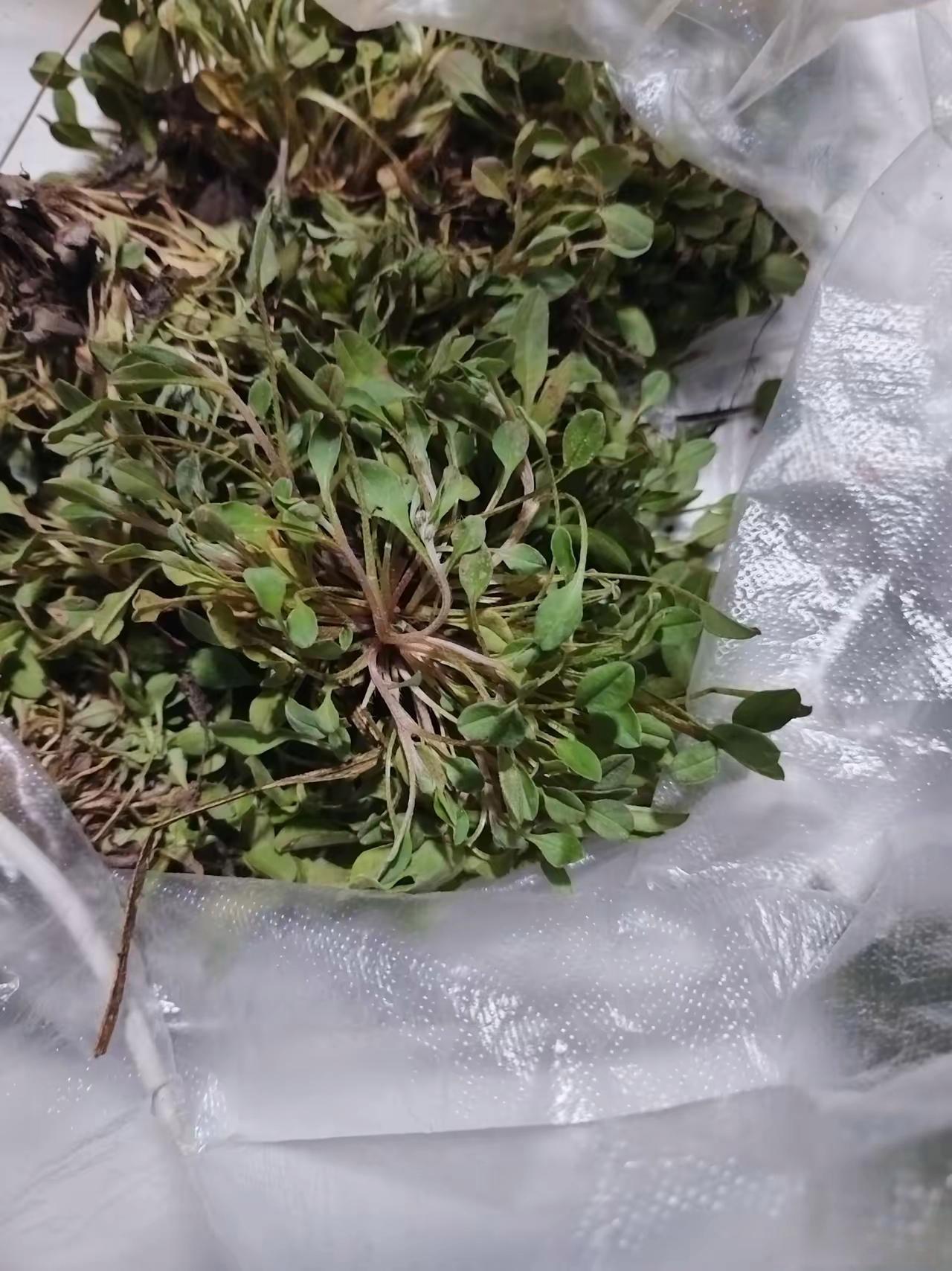 邻居送的不知道是啥野菜