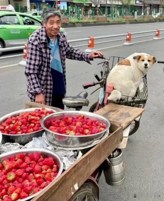 路上遇到大爷卖草莓，问了一句怎么卖，大爷说：十五块钱一斤！我笑着说我问的是狗，大