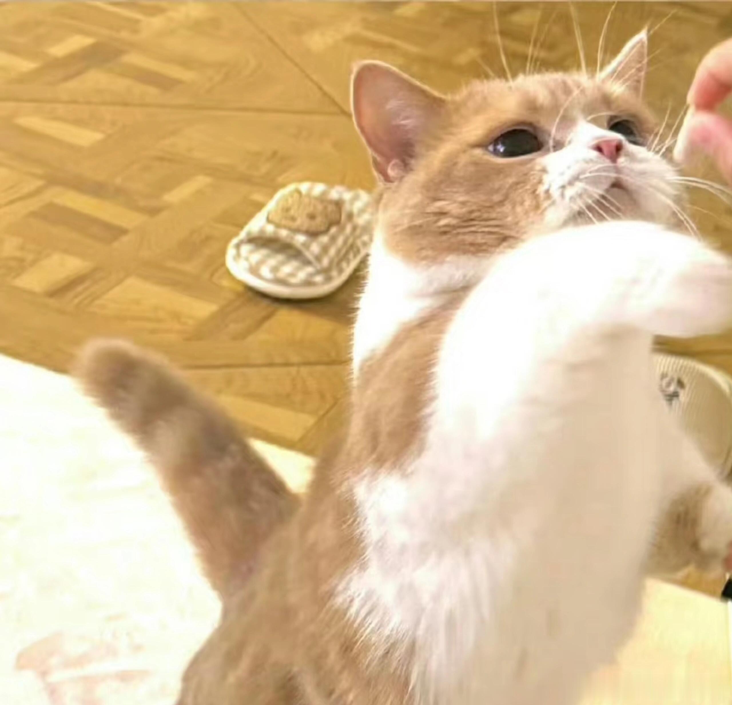 鞠婧祎鞠婧祎的猫也有番位 对比刚带回家的时候，几只小猫变化超级明显，身形越来越圆