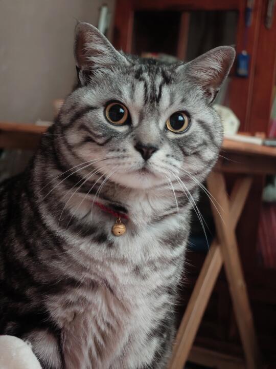 不用天天换猫砂的救赎感谁懂啊...