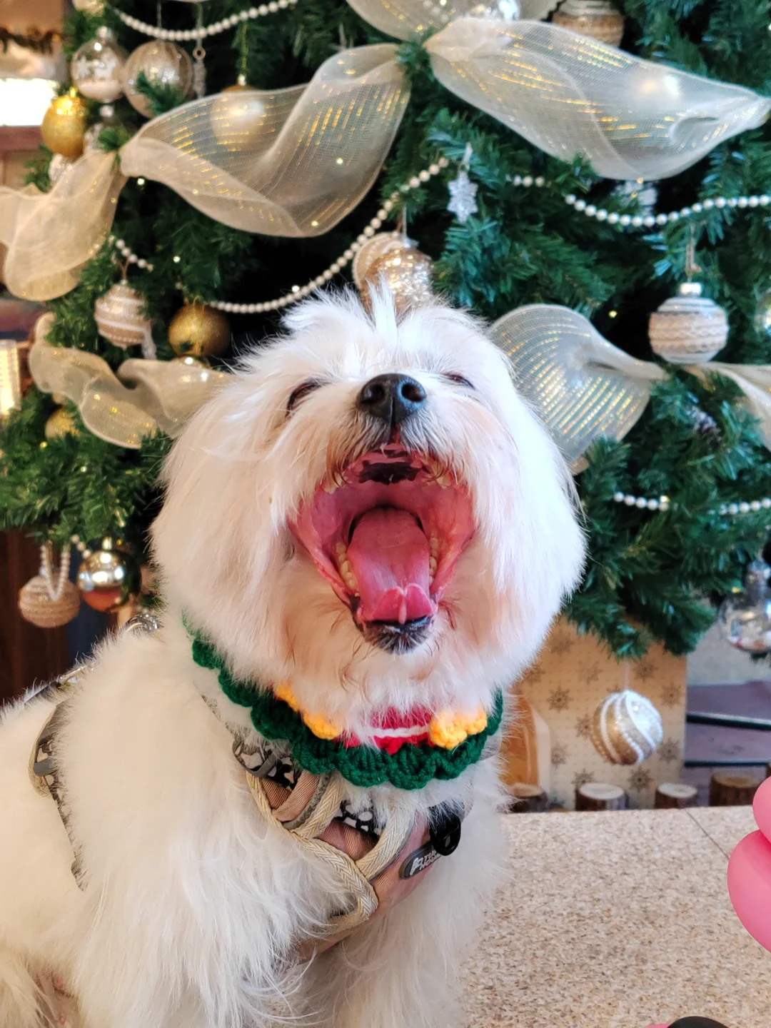 🎄快乐的狗狗圣诞PARTY🐶🎊