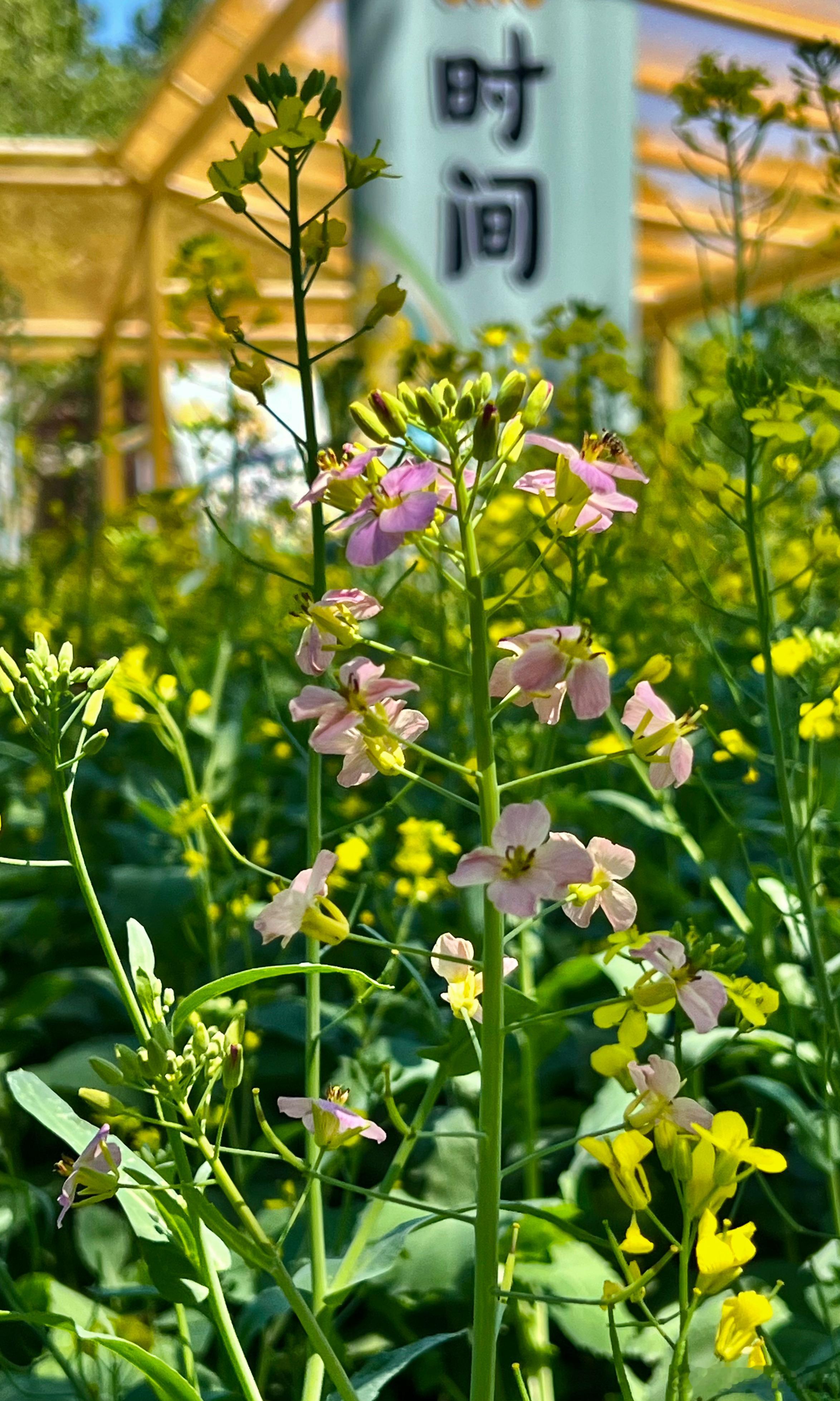 北京朝阳区 安贞拾光主题广场 彩色油菜花摄影​​​