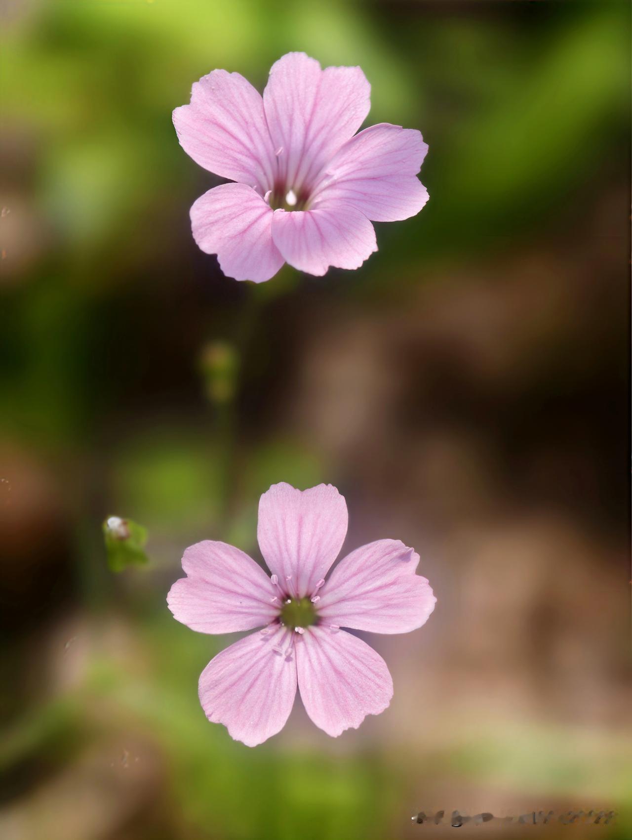 相册里的花花草草