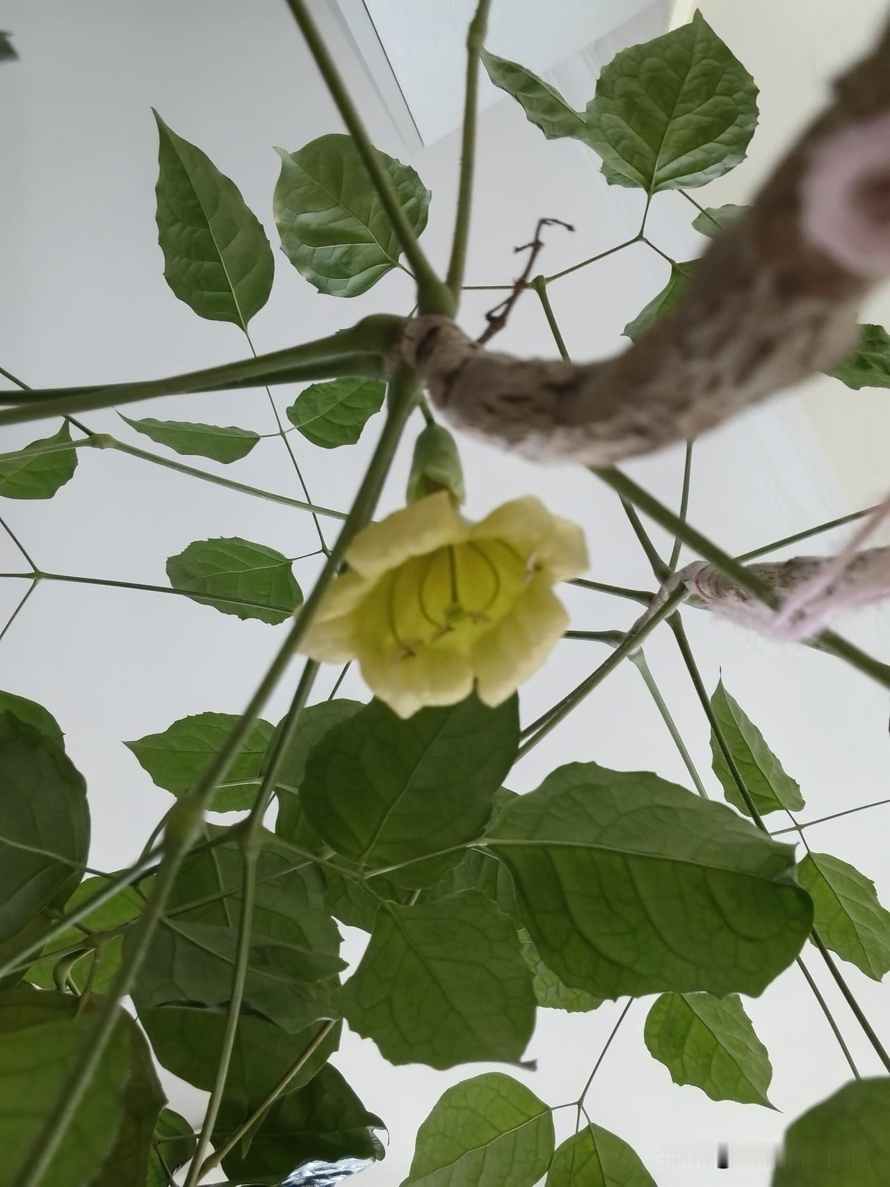显摆一下！哈哈哈！我家的幸福树既然开花了，头一次看到幸福树能开花！以前从来都没有
