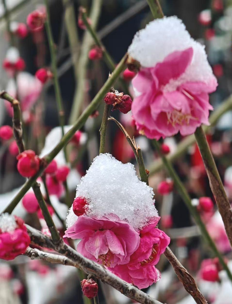 雪给梅的红织了层绒，像把热烈的心跳，轻轻裹进冬的寂静里。
🌸 梅瓣顶着雪，把冷