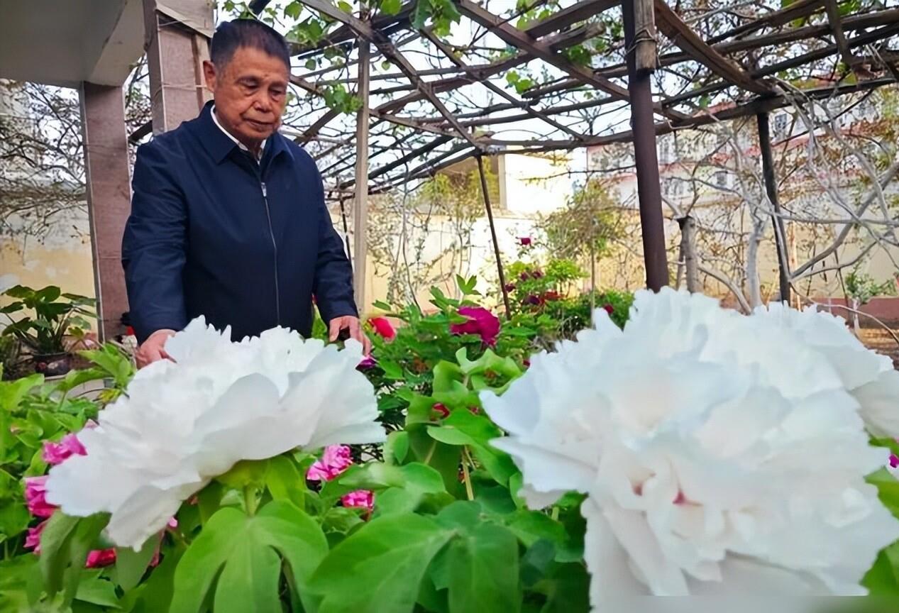 101岁奶奶的陪嫁是满园牡丹，开了百株，这才是真嫁妆
刷到那条视频的时候，我正在