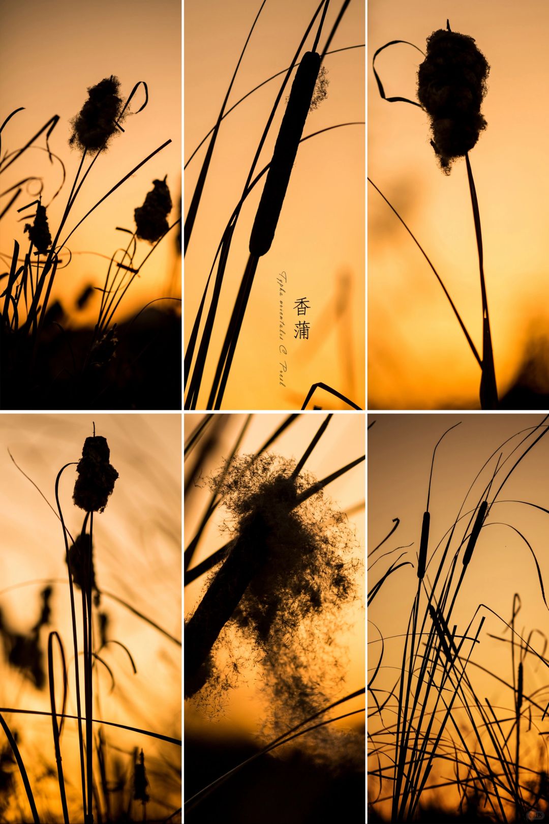 夕阳下的的“香蒲”棒