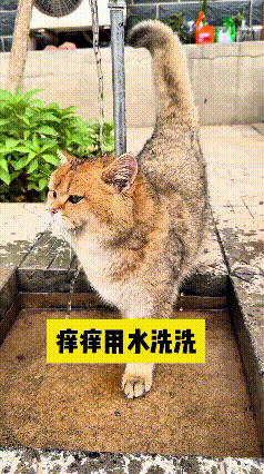 看到这个视频，瞅瞅这只金渐层小猫咪，脑袋跟脖子那块儿痒得挠不着，急得直在原地打转