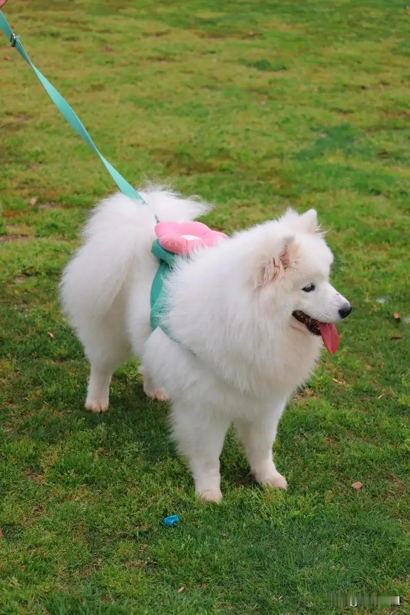 1185天的坚持，狗主人终于把毒死狗的老人送进监狱！一审判刑为4年，老人当庭上诉