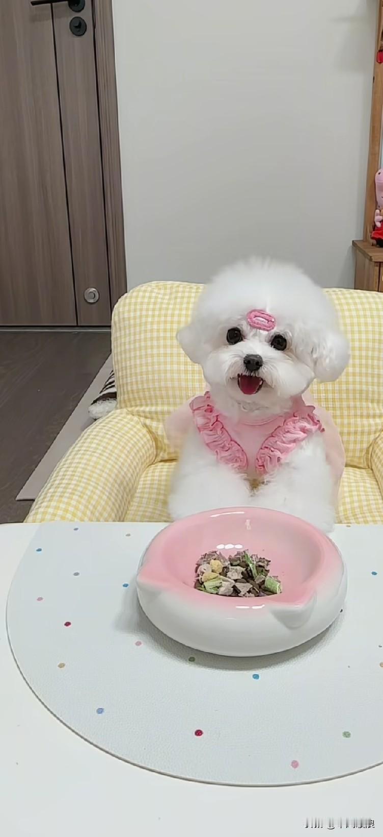 我家宠物狗狗，坐在沙发上边吃零食边看电视。