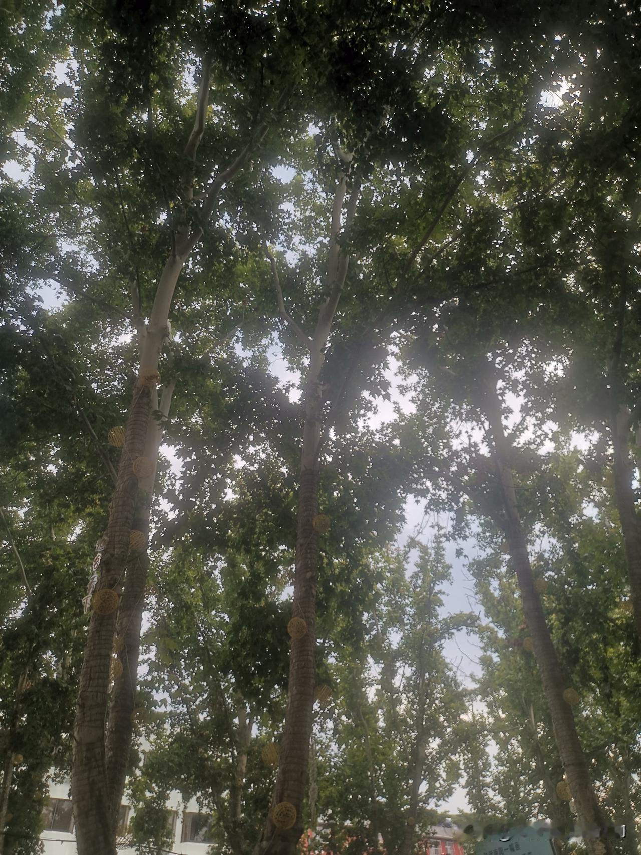 10几年前肯定会熬夜看春晚，那时的春晚很精彩，确实也值得熬夜看。现在肯定不会再熬