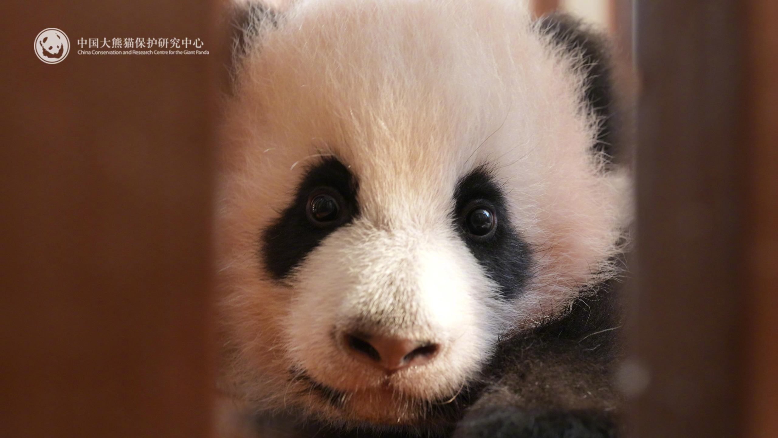 神图有了！原来妈妈的爱不止体现在贴贴、抱抱，还体现在“宝宝”二崽被舔得湿漉漉、很