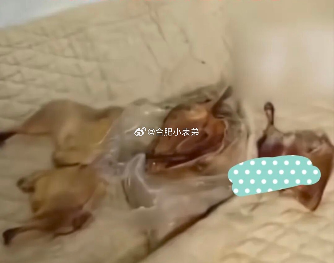 房东觉得房子卖亏了报复买家合肥杨女士二手房购房糟心事曝光！5月通过中介签约买房，