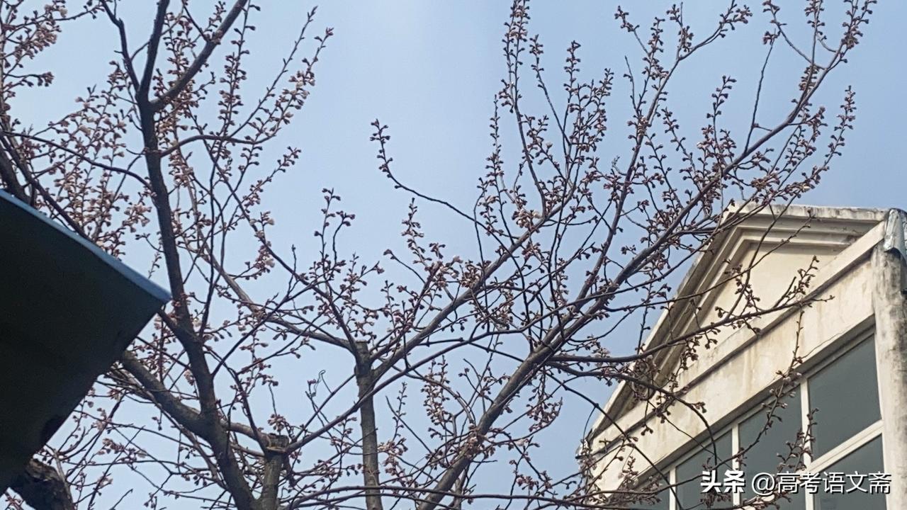 新年生活图鉴初春的枝头，新芽初绽，静待花开。🌸🌿