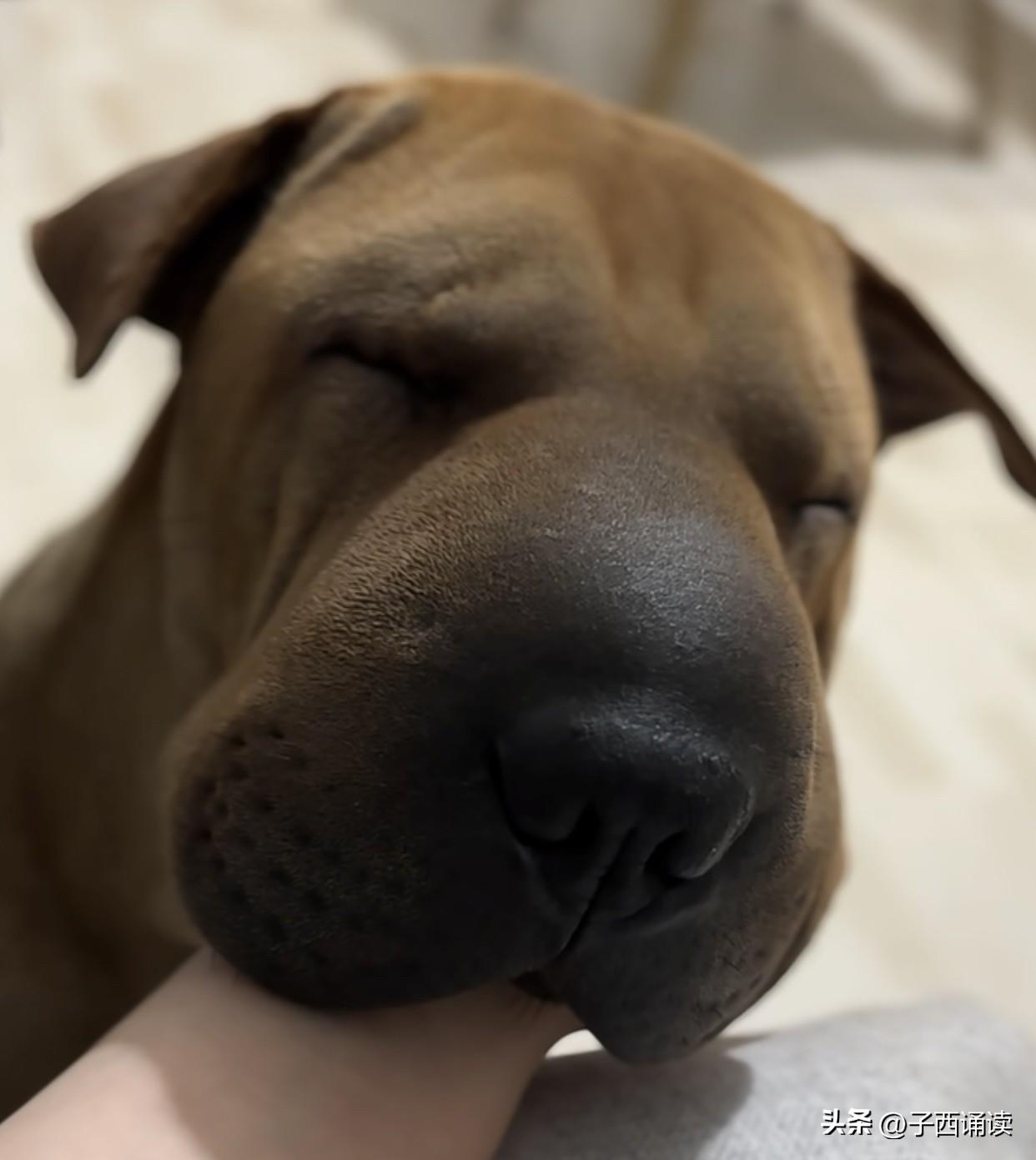 哈哈，有多少人瞬间想到快熟了的狝猴桃的？