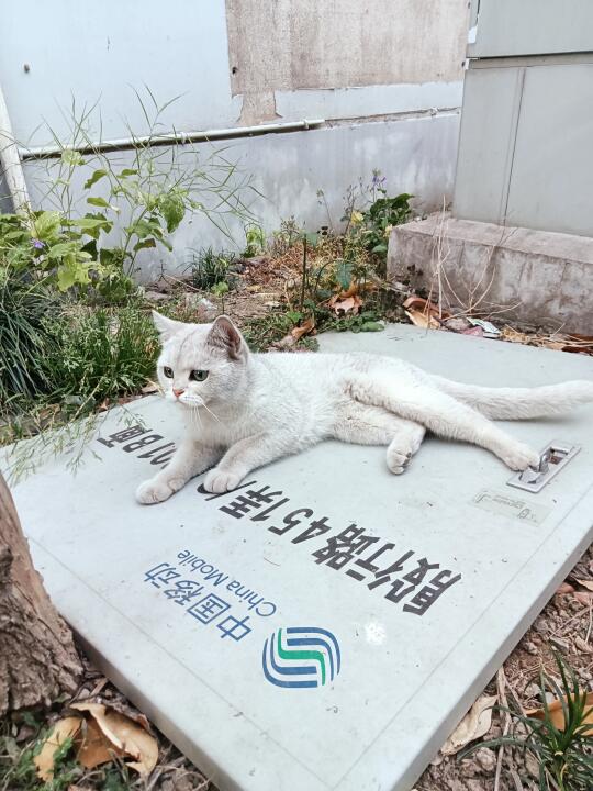 上海漂亮银渐层妹妹找家啦