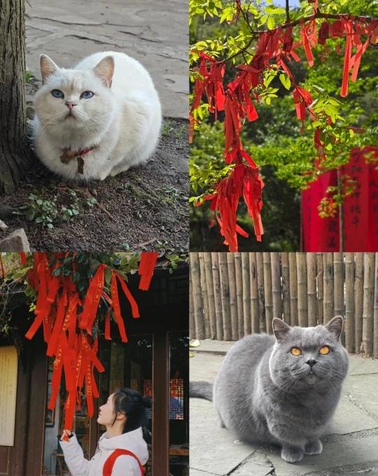 成都1.5h直达！撸猫拜财神🐈0元求财抄经
🚗交通超清晰：
自驾导航:“赵公