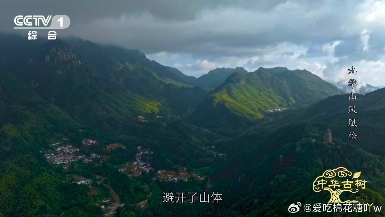 风一吹千年古松秒变展翅凤凰约1400岁古松树像一只大凤凰 九华山凤凰松，枝干交错