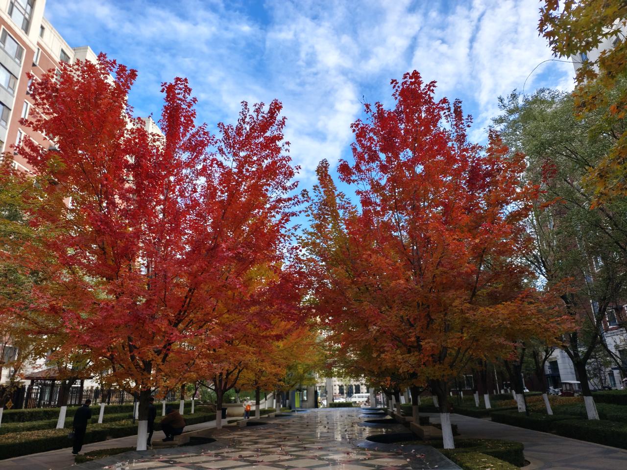 我家小区的一处景点，中间水系，两边各四棵枫叶树，每年秋季一到，叶子由绿到黄再到红