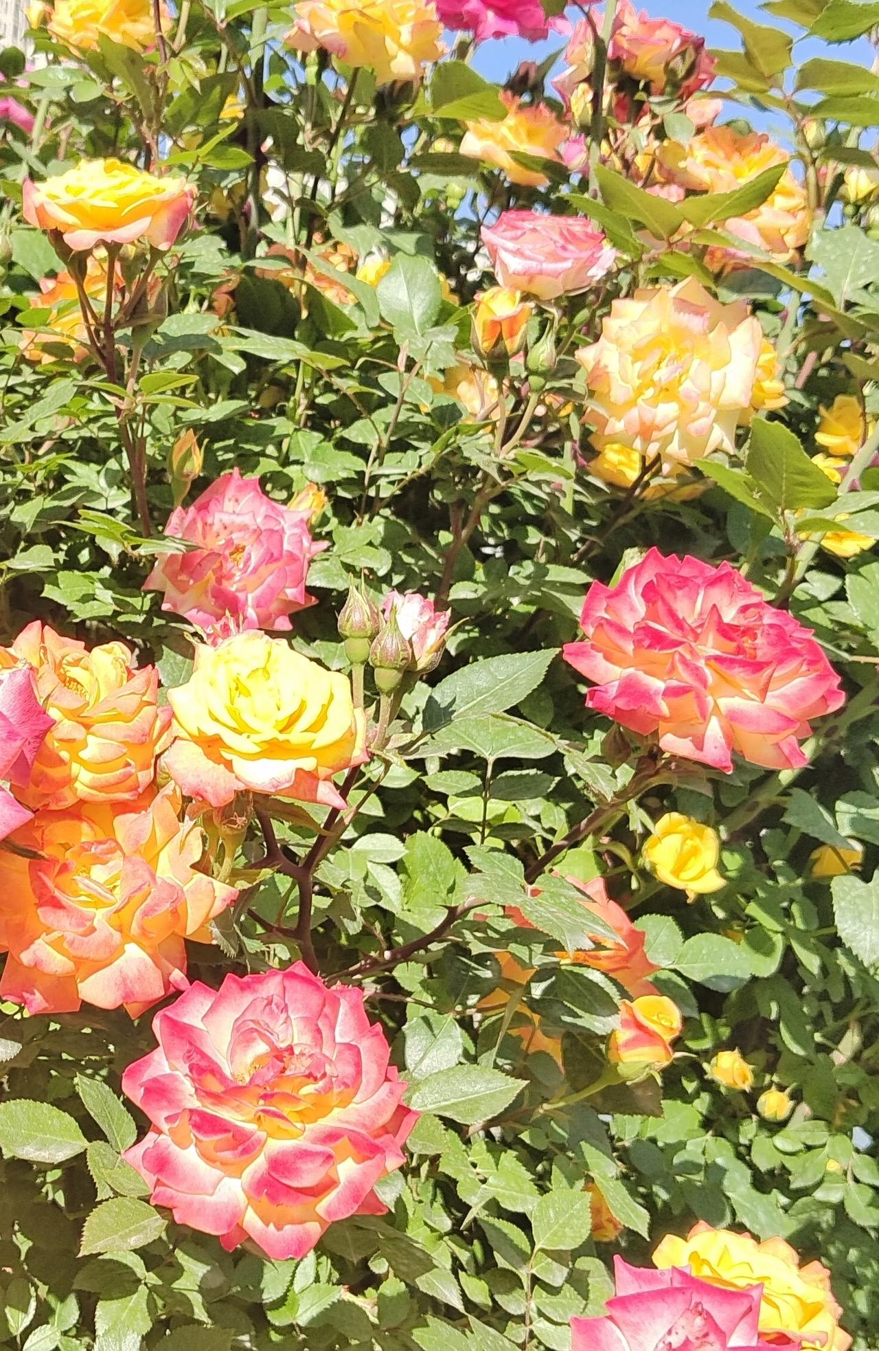 晒图笔记大赛 阳光下的浪漫玫瑰，绽放出绚丽色彩！🌹🌸这娇艳欲滴的玫瑰，在阳光