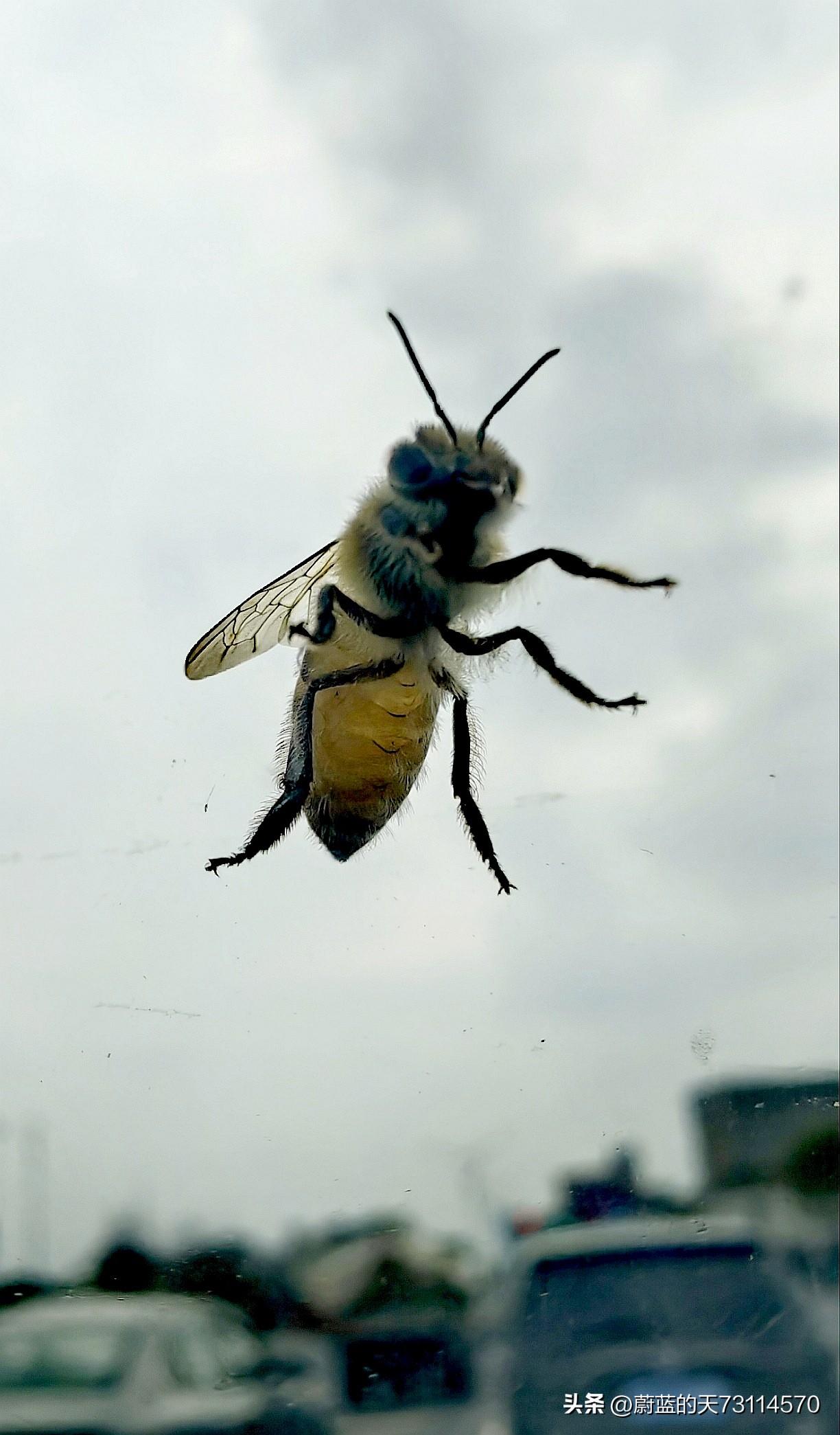 [玫瑰][玫瑰]请猜猜，这只小蜜蜂是怎样拍到的？