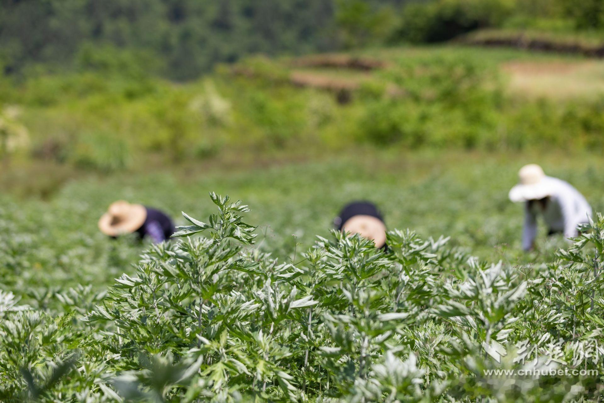 端午艾变身致富宝端午艾摇身一变成致富宝端午家家户户门头悬挂的一把艾草，从千年平安