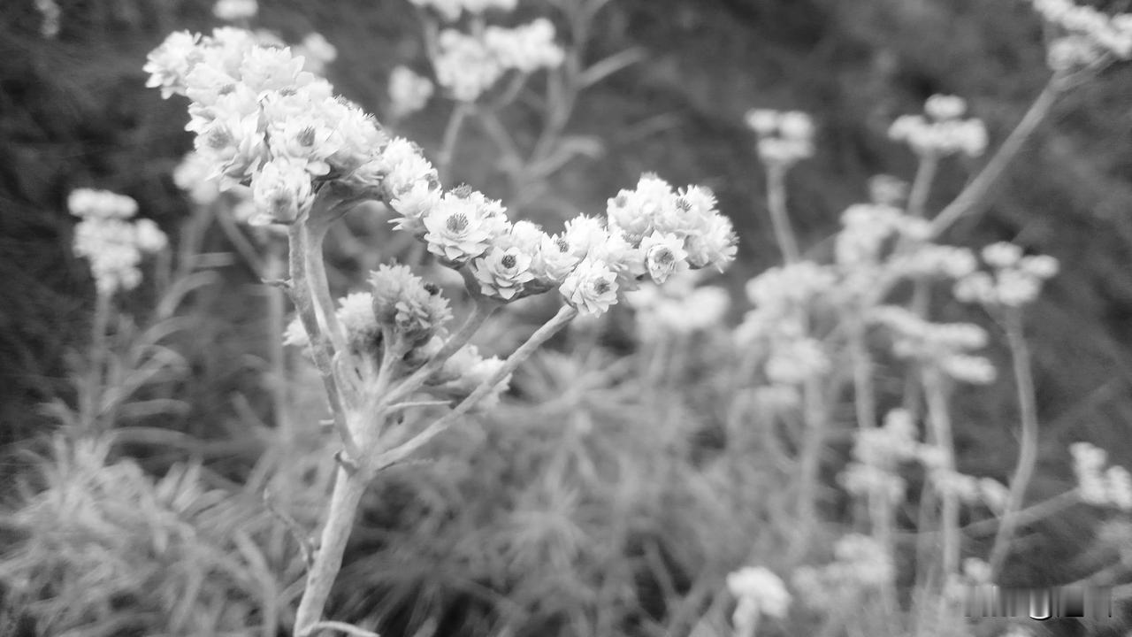 春节，中秋节遇上死人，左邻右舍，全去帮忙料理后事。本来嘛，大家都想过一个欢乐的节