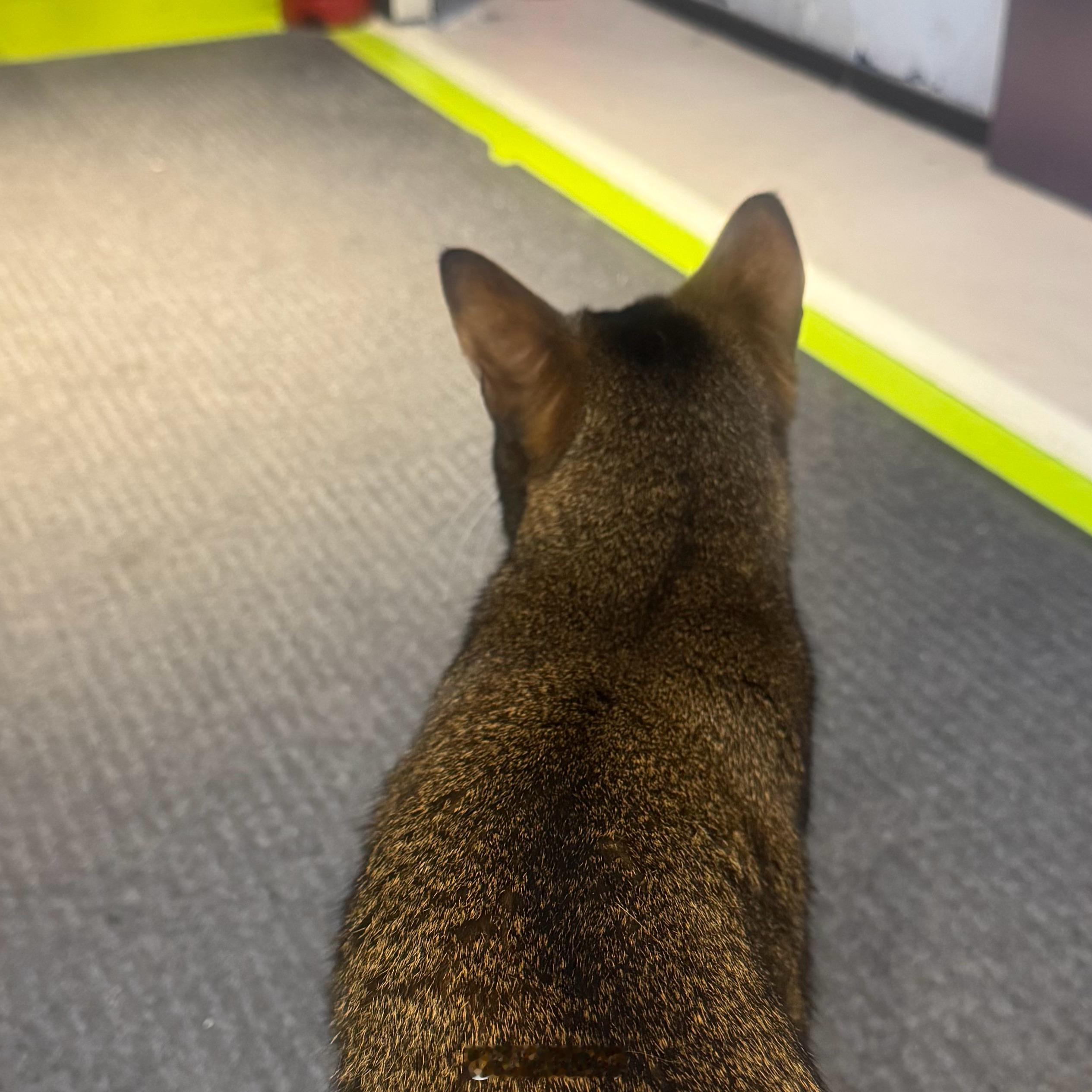 一直很粘人的长条猫 ​​​