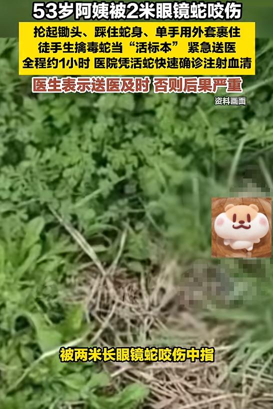 “太硬核了！”5月19日报道，福建泉州，一阿姨被2米长的眼镜蛇咬伤，她直接用锄头