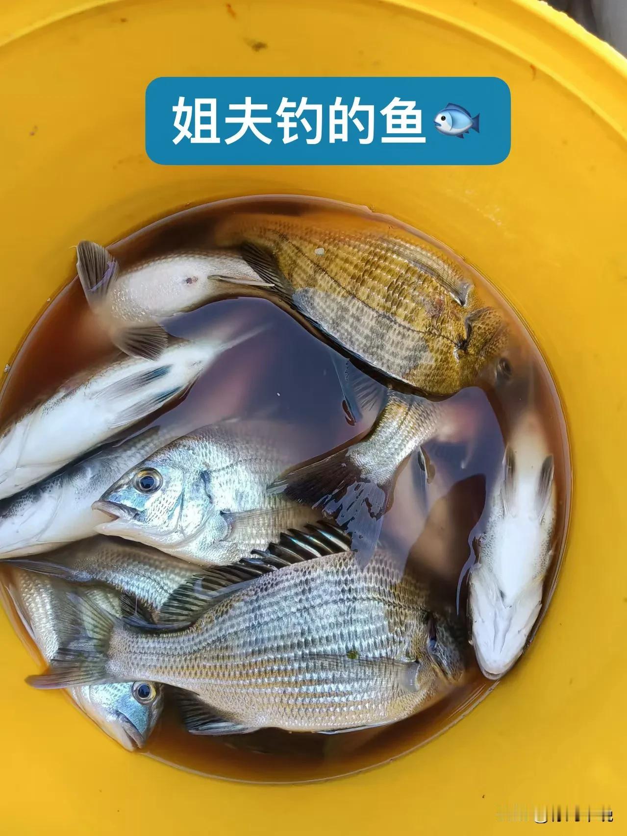 饭局太多
想回姐姐家吃刚钓的新鲜鱼🐟